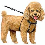 No Pull Halter - Black Small (size: 9" - 12") No Pull Halter - Black Small (size: 9" - 12")